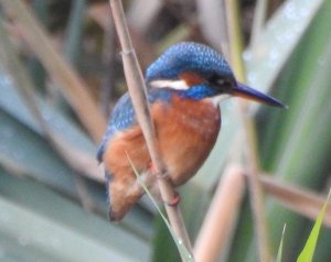 Kingfisher