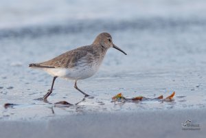 Dunlin