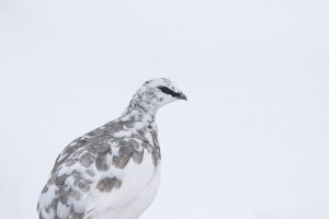 ptarmigan amongst the first snow of the season (hoping for more)