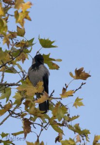 Hooded crow