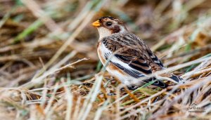 Snowbunting