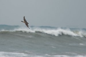 Hayabusa over the waves