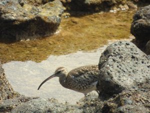 Whimbrel 2 or is it just 1 again?