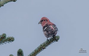 White Winged Crossbill / Two Barred Crossbill