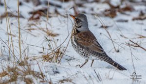 Fieldfare