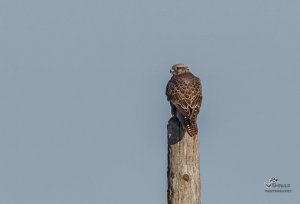 Gyrfalcon