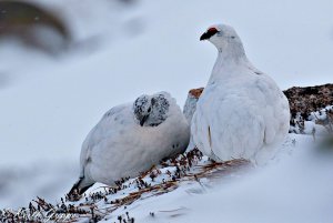 Ptarmigan Pair