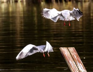 Seagull landing