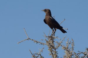 Ant-eating Chat  (Kgalagadi Transfrontier Park)