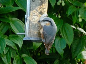 Nuthatch at the nuthouse