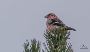 North American White Winged Crossbill