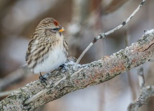 Mealy Redpoll