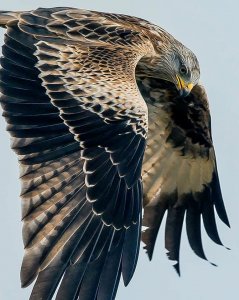 red kite