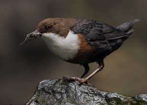 Dipper