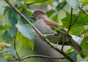 Striated Laughingthrush (Garrulax striatus)