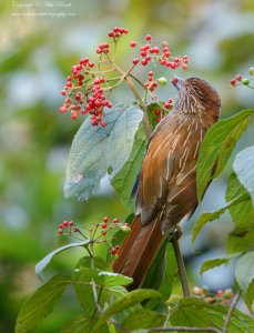 Striated Laughingthrush