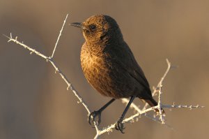 Ant-eating Chat (female) in morning sun