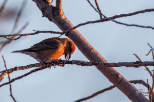 Common Crossbill