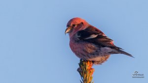 White Winged Crossbill