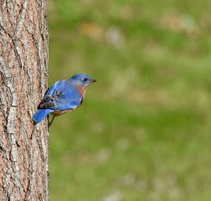 Eastern Bluebird