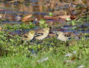 American Goldfinch