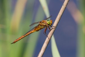 Green-eyed Hawker (Aeshna isoceles)