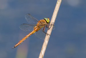 Green-eyed Hawker (Aeshna isoceles)