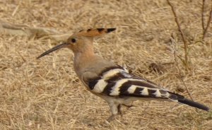 Common Hoopoe