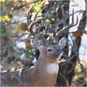 Texas White-tailed Deer (Buck)