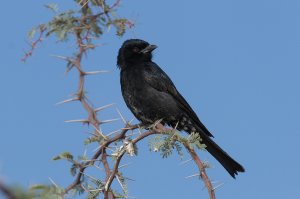 Forc-tailed Drongo  (Kgalagadi Transfrontier Park)