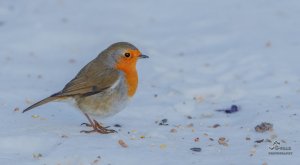 European Robin