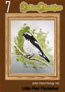 Little pied flycatcher