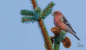 White Winged Crossbill