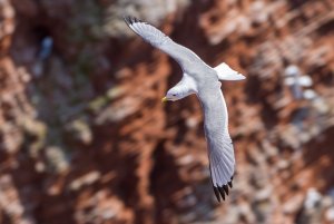 Black-legged Kittiwake (Rissa tridactyla)