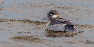 Bufflehead