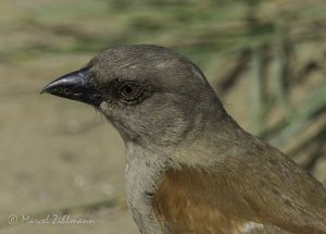 grey-headed sparrow
