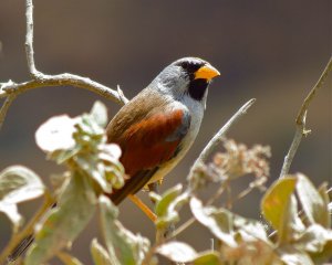 Great Inca-Finch