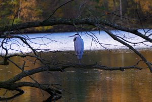 Autumn at the lake 1