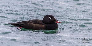 White Winged Scoter