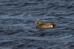 American Wigeon