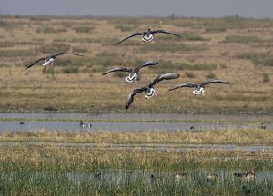 Greylag Geese