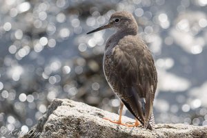 Resting Redshank.