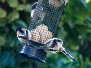 Long-tailed tits