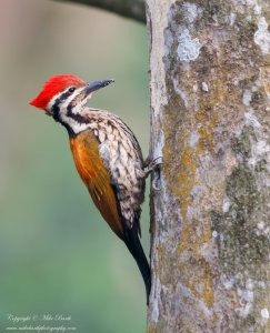 Himalayan Flameback