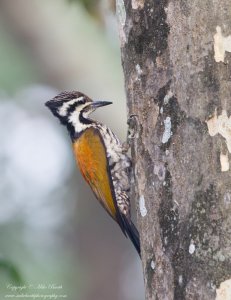 Himalayan Flameback