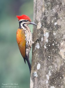 Himalayan Flameback