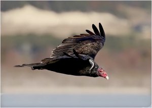 Turkey Vulture