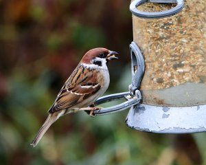 Another Tree Sparrow