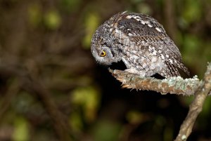 African Scops Owl