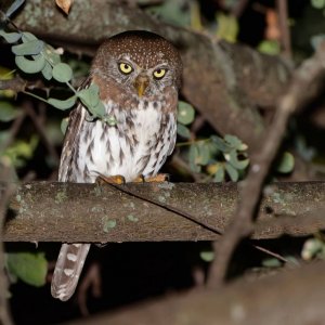 Pearl-spotted Owlet